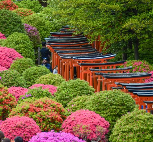 東京の春～根津神社のツツジ～