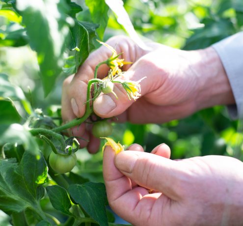 手間を惜しまず育てること