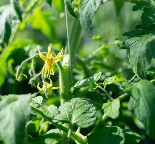 手間を惜しまず育てること