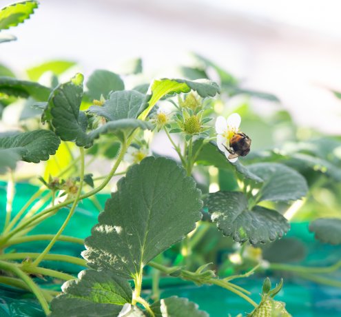 みんなに優しい農園作り