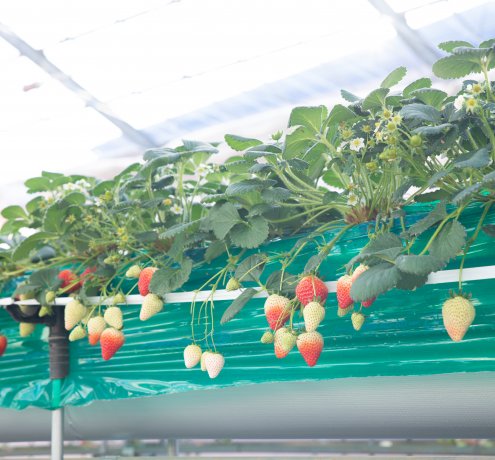 みんなに優しい農園作り