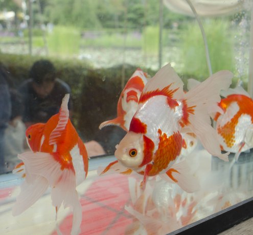 涼しげに泳ぐ金魚