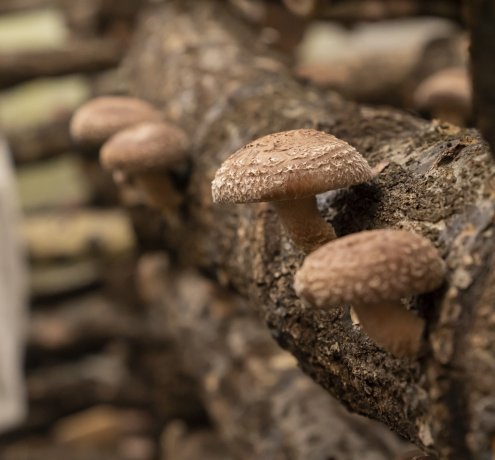 原木シイタケ