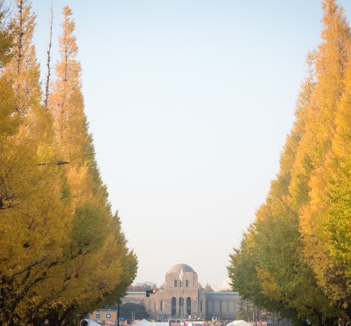 明治神宮外苑銀杏並木