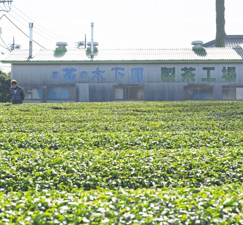 東京の茶畑