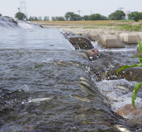 アユの遡上