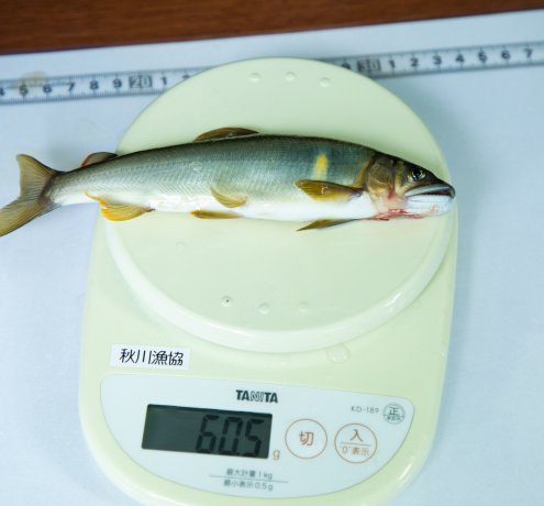 たくさん釣れたよ！