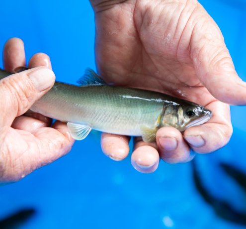 おとり鮎を掴んでみた