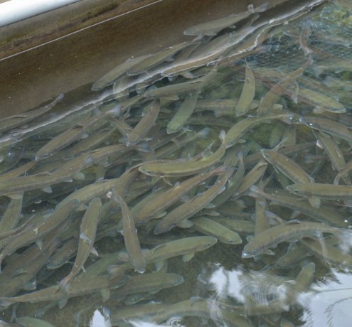 規格外に大きい！奥多摩やまめ！！