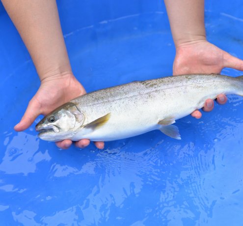 巨大なヤマメ！「奥多摩やまめ」