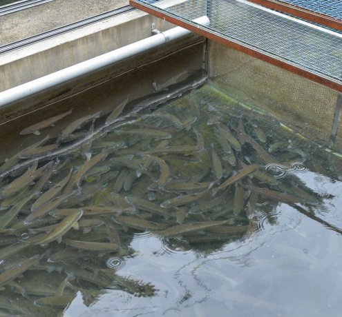 魚を通した地場産業活性化