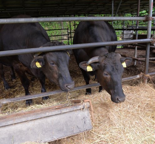 幻の「東京ビーフ」