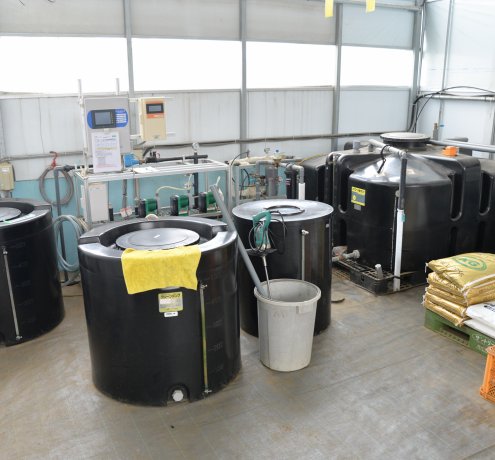 トマトのパイオニアを目指して