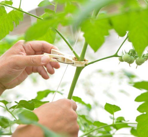 “COCO TOMATO”への想い