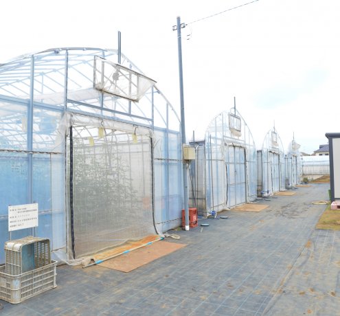 トマトのパイオニアを目指して