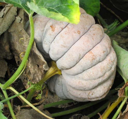 近隣住民との共存