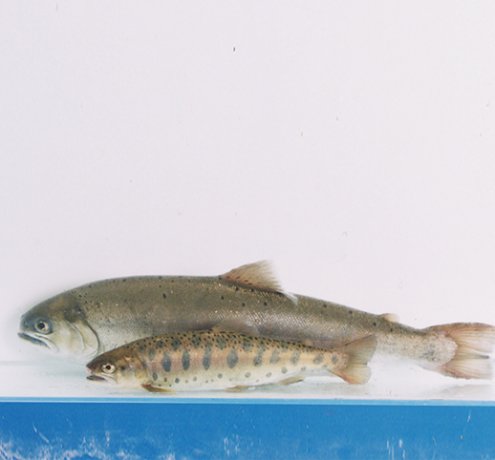 巨大なヤマメ！「奥多摩やまめ」