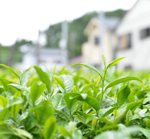 「味」の東京狭山茶
