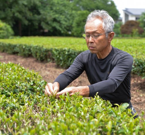 「味」の東京狭山茶
