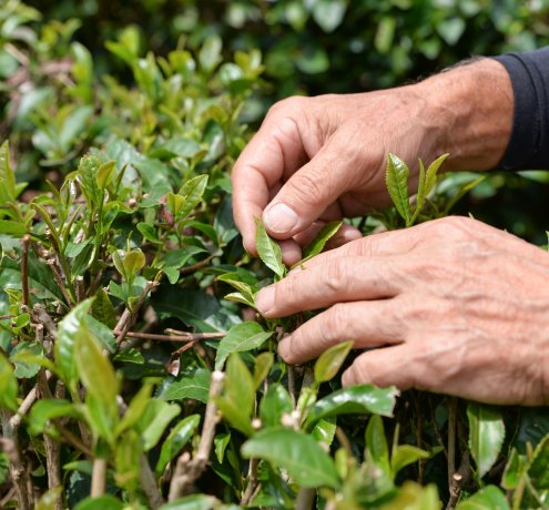「味」の東京狭山茶