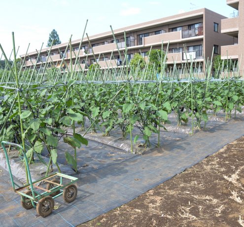 農地の多面的活用