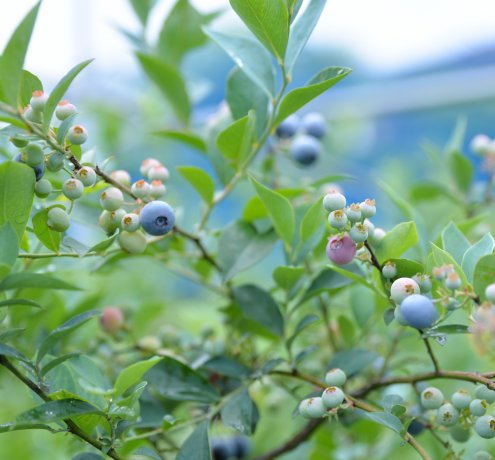 リスペクトを持って農業を