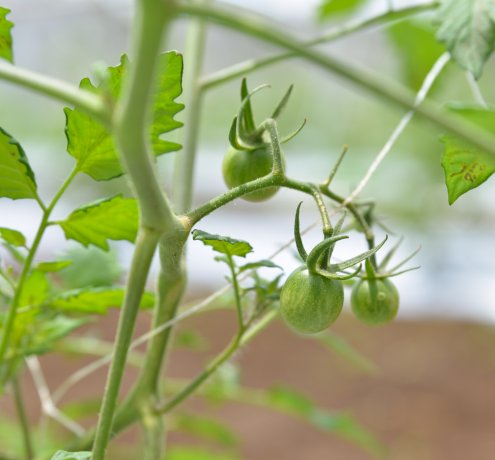 トマト“クリエーター”に