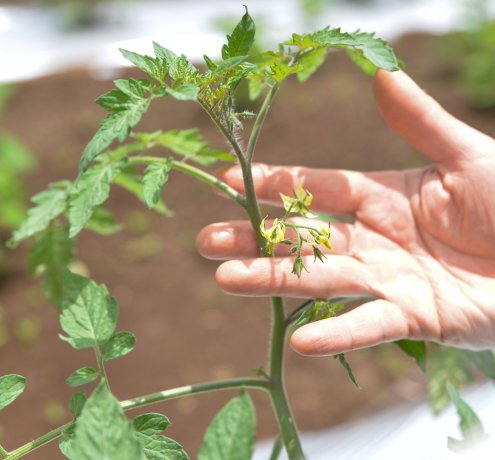 トマト“クリエーター”に