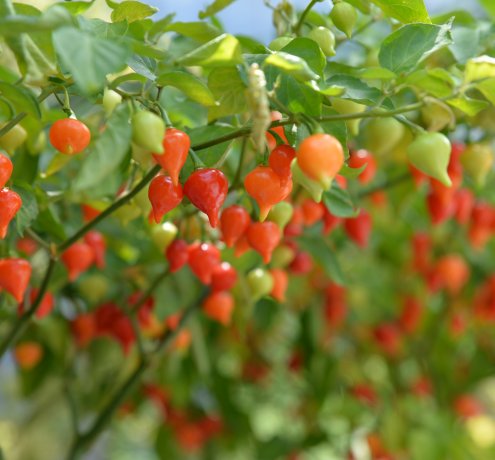 どんな野菜が収穫できるの？