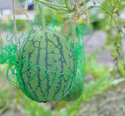 どんな野菜が収穫できるの？