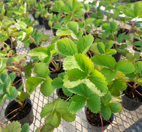 ハウス栽培と露地栽培の違いって？