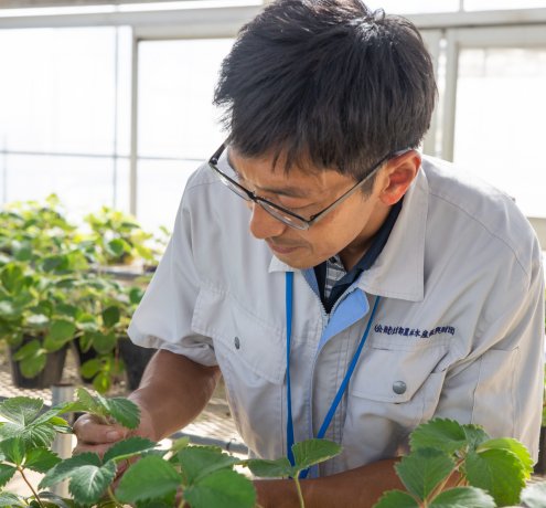 ハウス栽培と露地栽培の違いって？