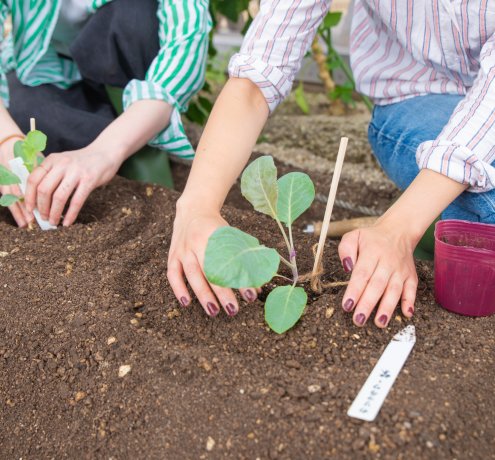 苗を植える時のポイントってどんなこと？