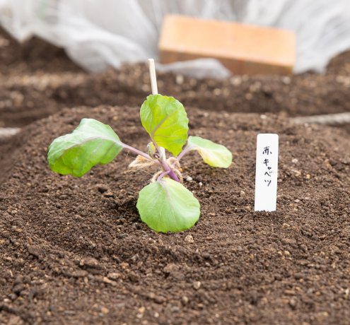 準備完了！　秋冬の畑はどうなっていくの？