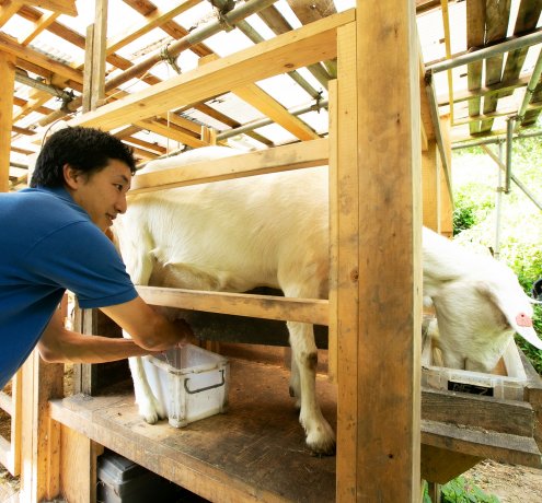 ヤギチーズの魅力と難しさ