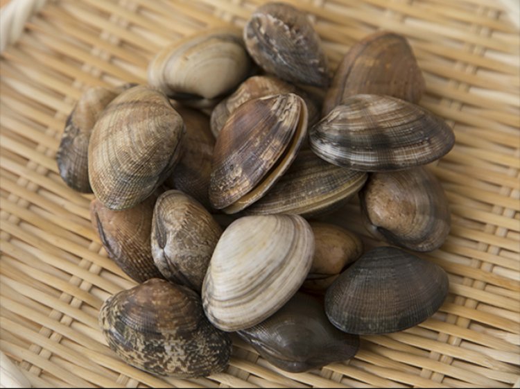 アサリ