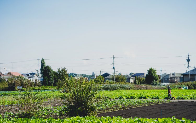 「こくベジ」との出会い