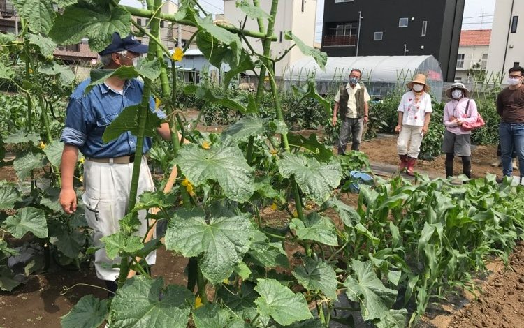 JA世田谷目黒「玉堤体験農園」