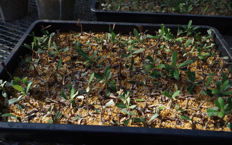東京の「みどり」を育てる植木生産農家　「天神山須藤園」