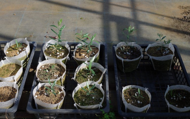 東京の「みどり」を育てる植木生産農家　「天神山須藤園」