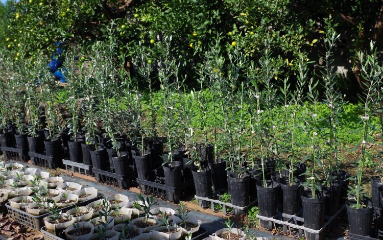 東京の「みどり」を育てる植木生産農家　「天神山須藤園」