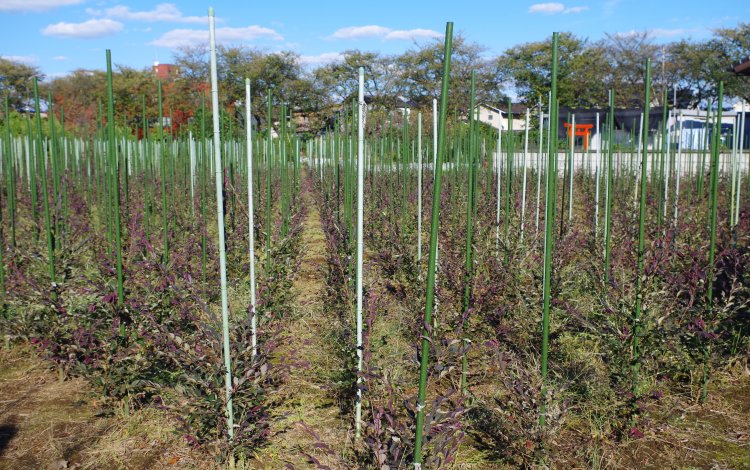東京の「みどり」を育てる植木生産農家　「天神山須藤園」