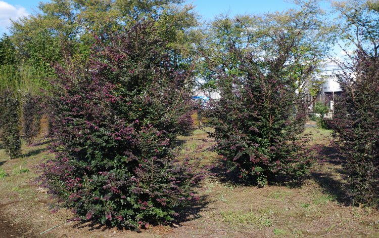 植木生産者は、耐えるのが仕事。