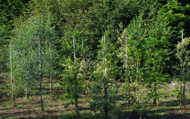 植木生産者は、耐えるのが仕事。