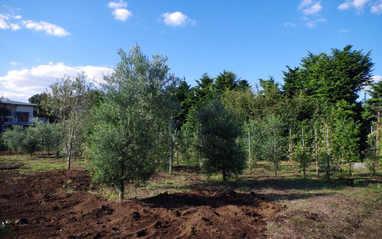 JA青壮年部で東京農業を伝える活動に力を入れるワケ