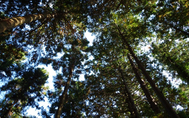 馬引沢峠から駒木町へ