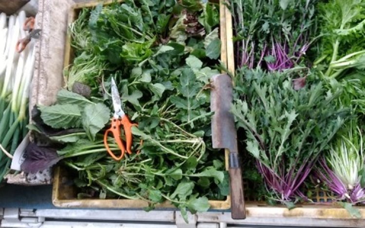 庭先販売の野菜を取り入れてもらうために