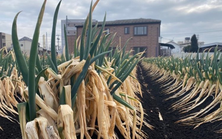 隣の畑を体感してみる　（援農体験記＠国分寺中村農園）