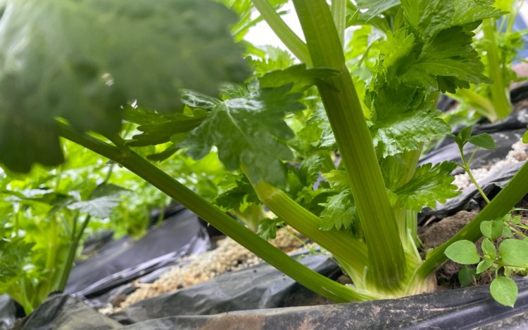 いろいろな野菜があって、いろいろな農家がいる