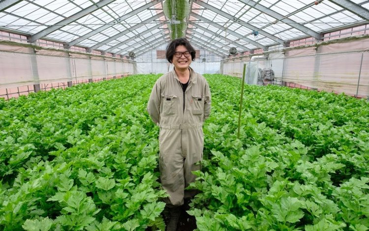 古川さんのセロリ